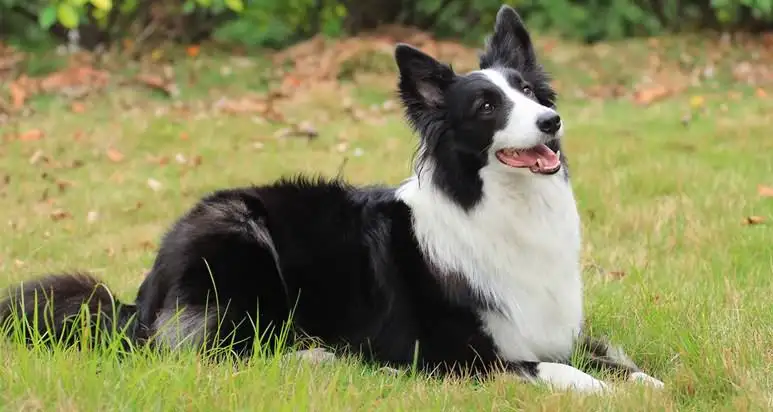 最温顺的中型犬(温顺中型犬品种大全)