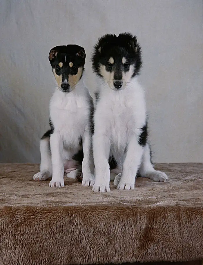 黑白色的小型犬都有哪些(黑白色的小型犬都有哪些图片)