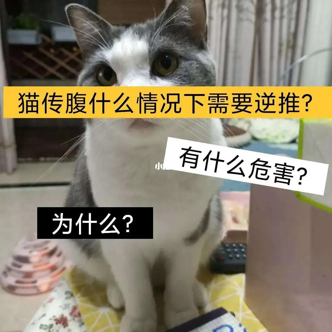 猫咪疾病传腹(猫咪得传腹的早期症状)