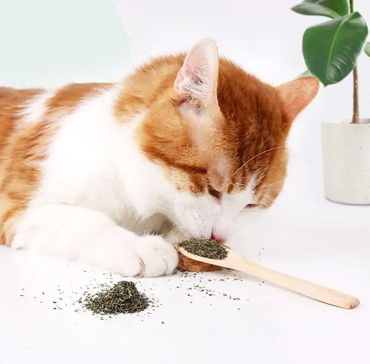 能给猫喝猫薄荷水吗(猫薄荷煮水能给猫喝吗)