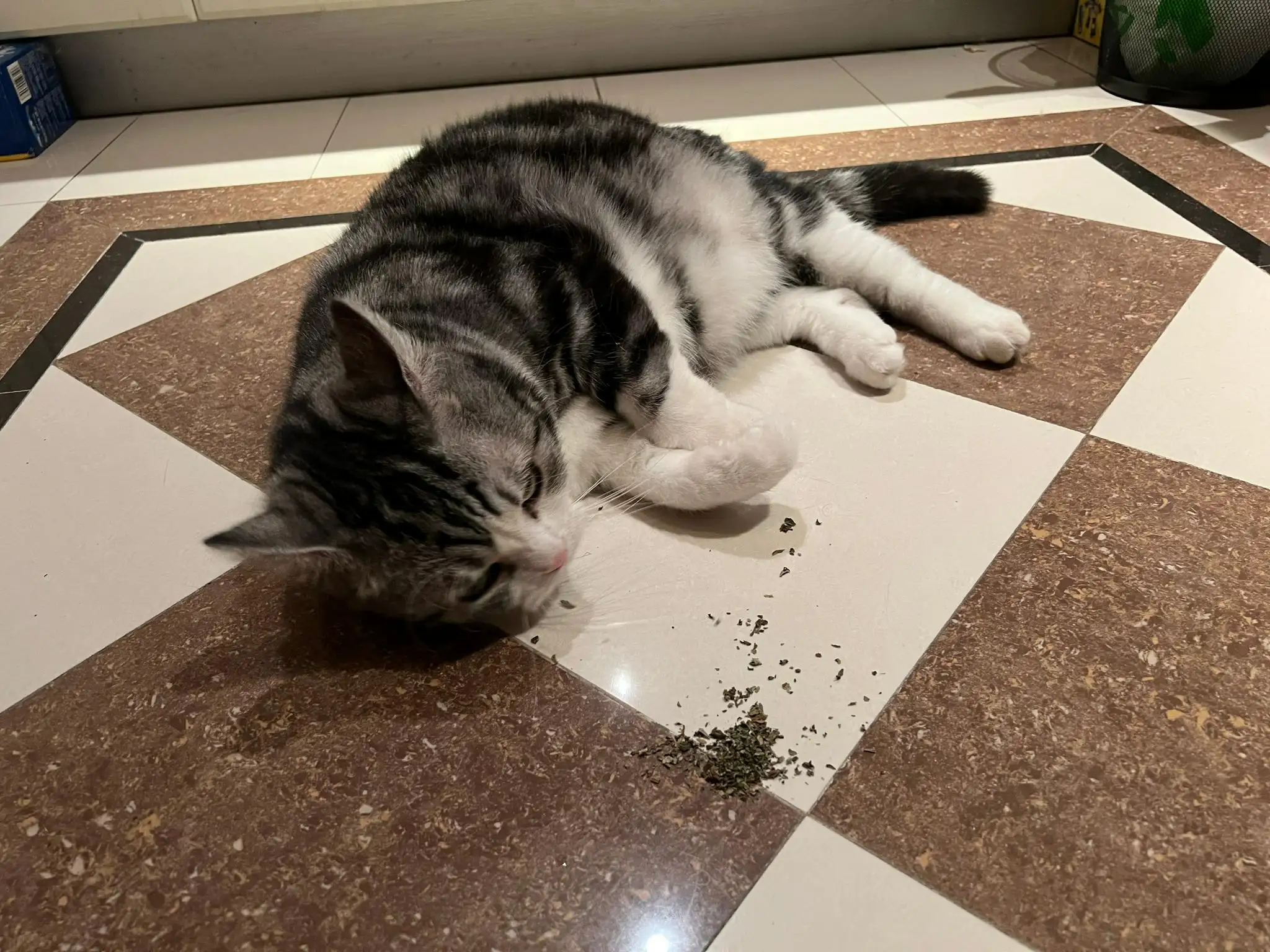 能给猫喝猫薄荷水吗(猫薄荷煮水能给猫喝吗)