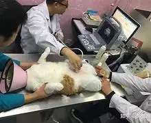 母猫怀孕一般几个月生产(母猫怀孕几个月生产前乳房很涨)