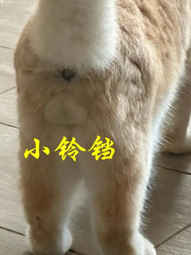 养猫公猫母猫哪个好(养猫的话公猫好还是母猫好)