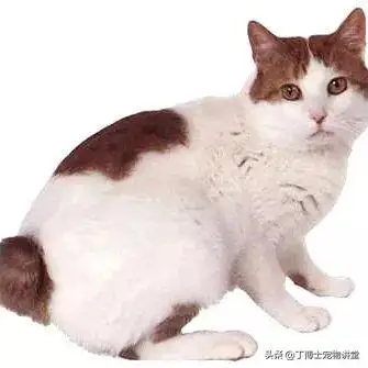 分辨猫咪品种(如何分辨猫猫的品种)