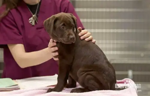 如何养拉布拉多幼犬(养拉布拉多幼犬多久打针)