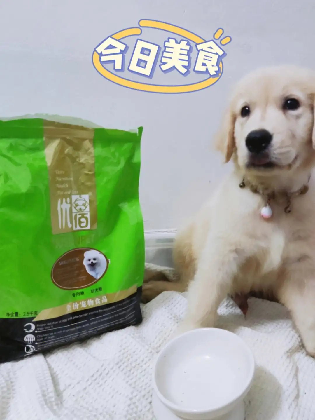 小型犬除了吃狗粮还应该吃什么的简单介绍