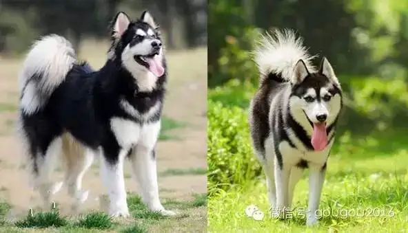 阿拉斯加犬与哈士奇区别(阿拉斯加犬与哈士奇区别图片)