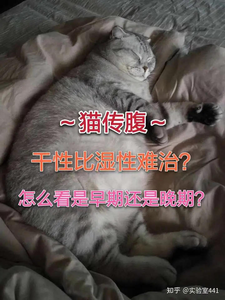 猫的传腹是什么病(猫传腹是什么病能治愈吗)