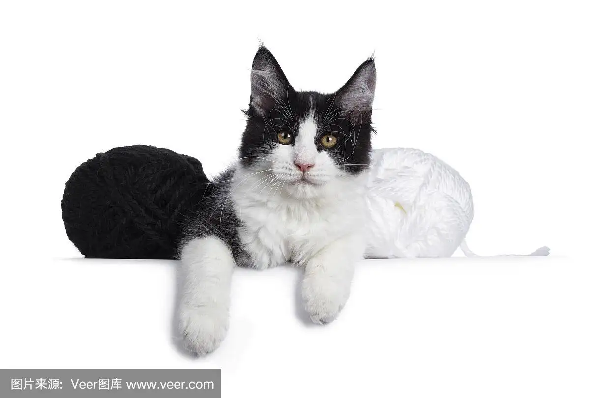 黑白颜色的猫是什么品种(黑白颜色的猫是什么品种的猫图片)