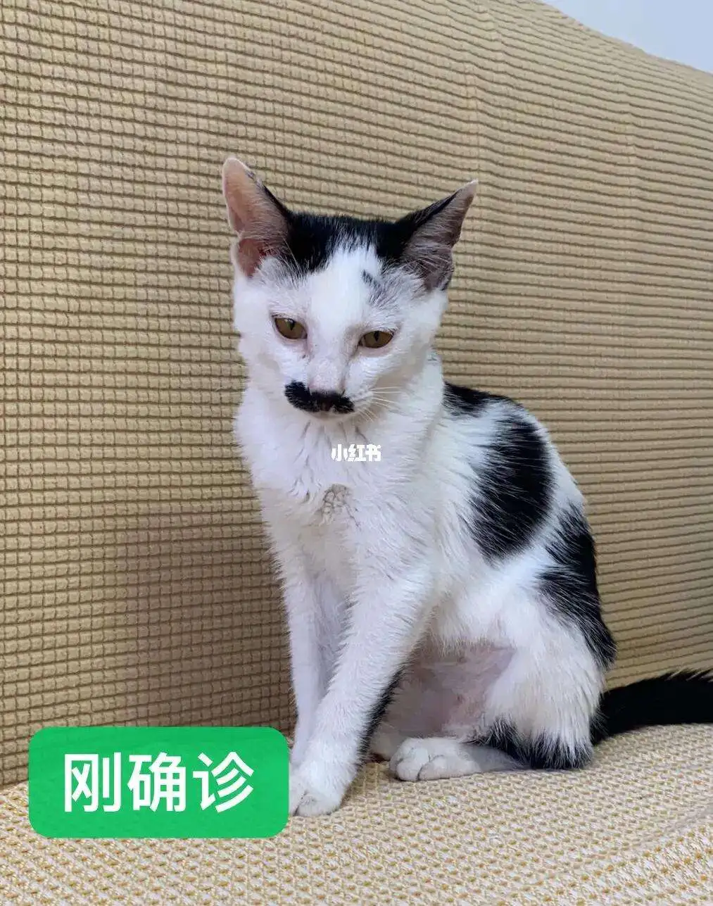 猫传腹容易复发吗(猫传腹得了后最多能活多少天)