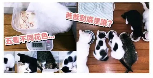 为什么母猫比公猫贵(为什么母猫比公猫便宜)