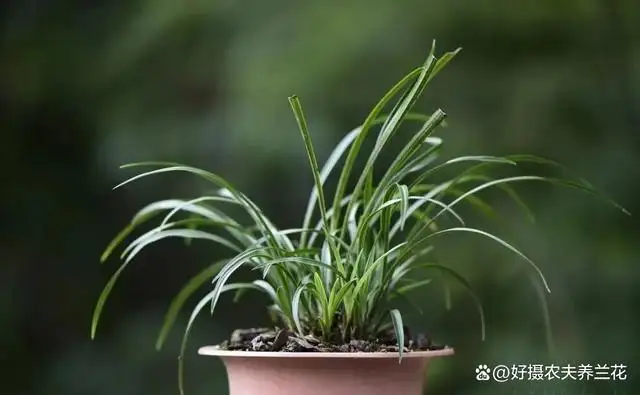 兰花能活多少年(兰花最多能活几年)