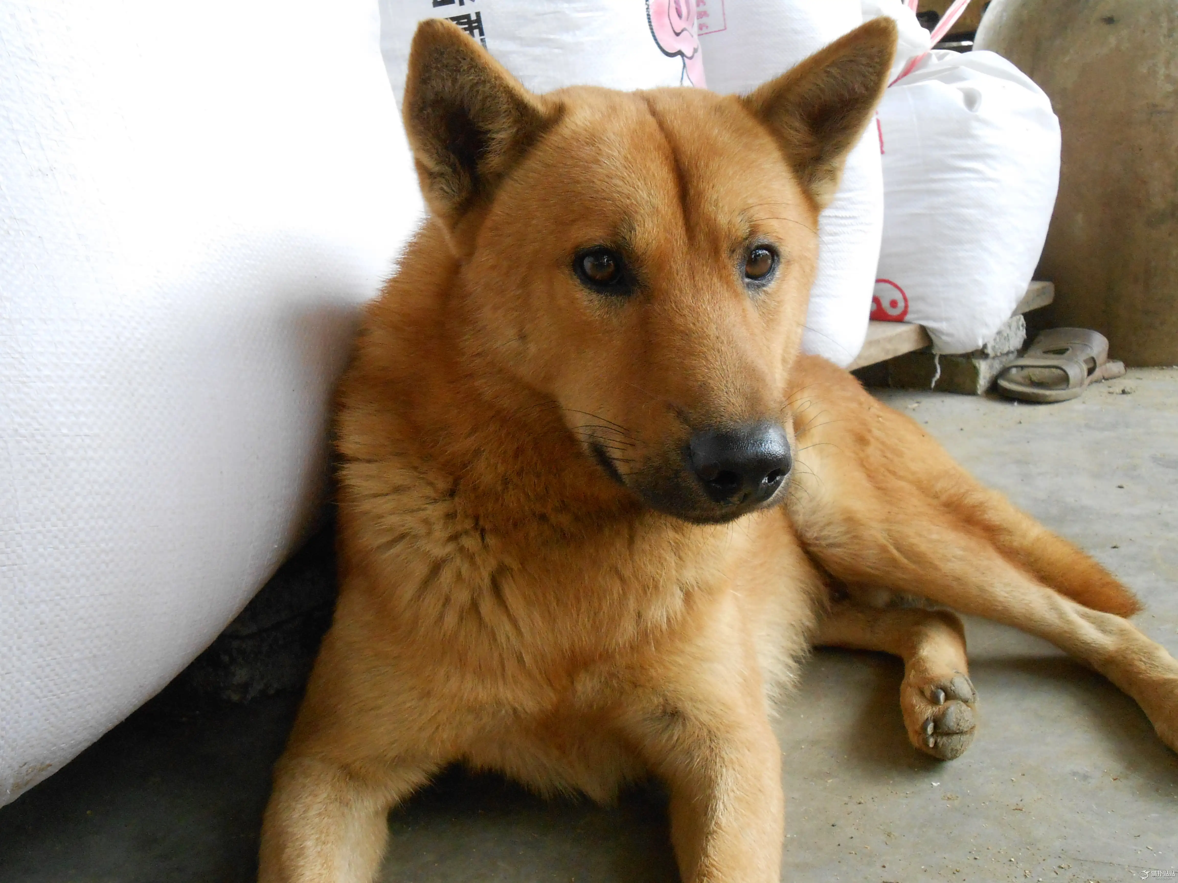 中华田园犬的品种(中华田园犬的品种踏雪)