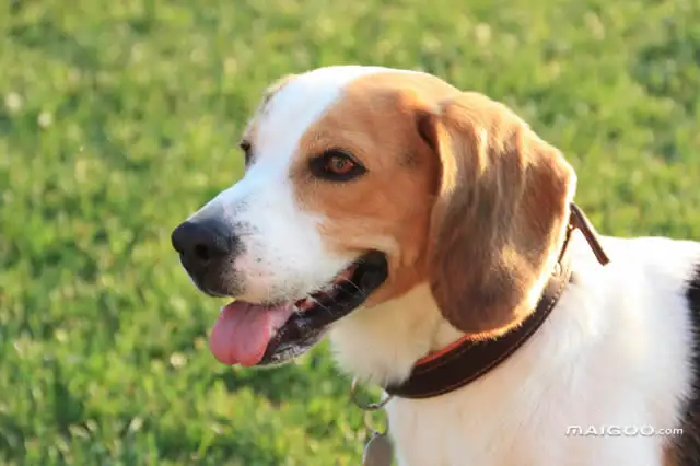 聪明的小型犬(聪明的小型犬排名1一10)