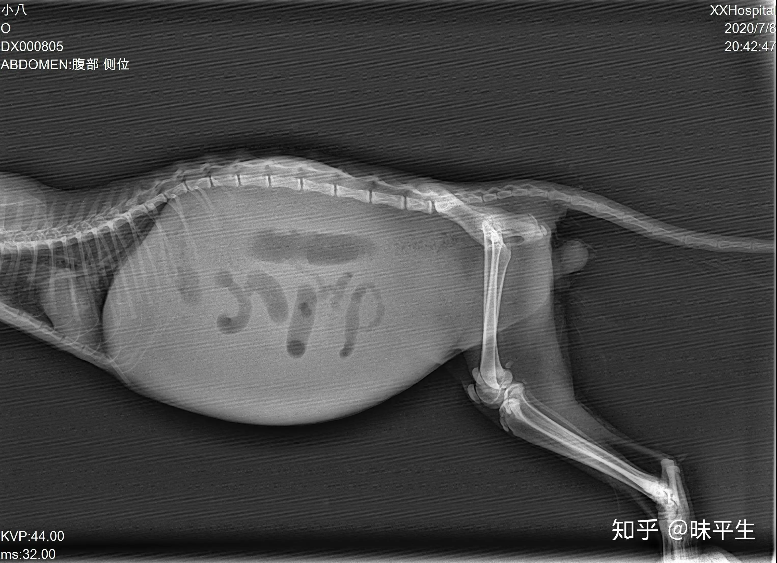 猫传腹腹部手感(猫传腹跟腹水的区别)