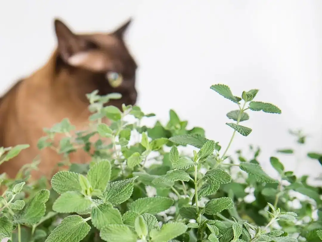 吃猫薄荷对猫有什么好处(吃猫薄荷对猫有什么好处和坏处)