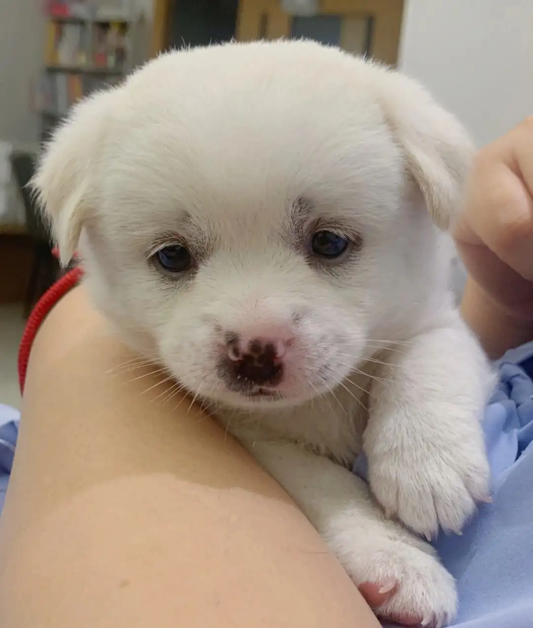 中华田园犬幼犬一个月的样子(一个月大的中华田园犬多少钱一只)