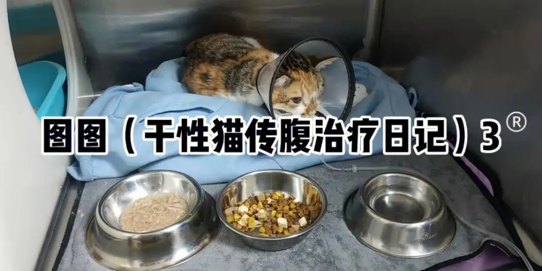 猫传腹遗传吗(猫传腹是传染病还是遗传的)