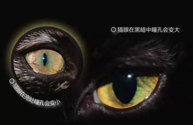 猫咪夜晚眼睛发光(猫咪夜晚眼睛发光睁不开)