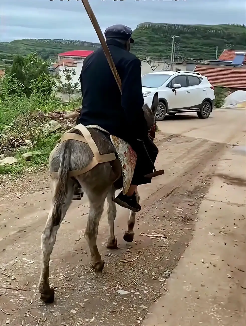 狗骑狗繁殖(狗狗骑狗什么意思)