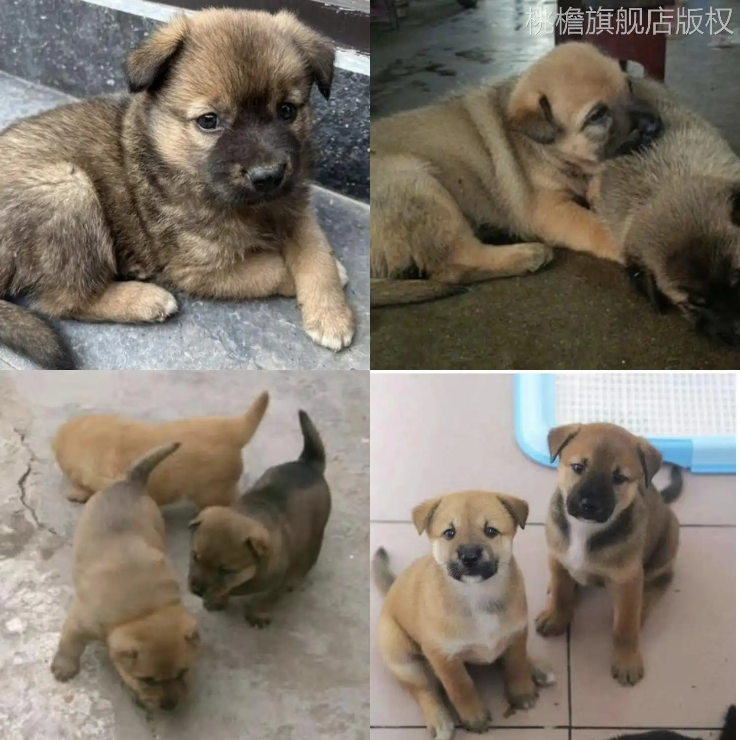 养拉布拉多幼犬需要注意什么(养拉布拉多幼犬需要注意什么细节)