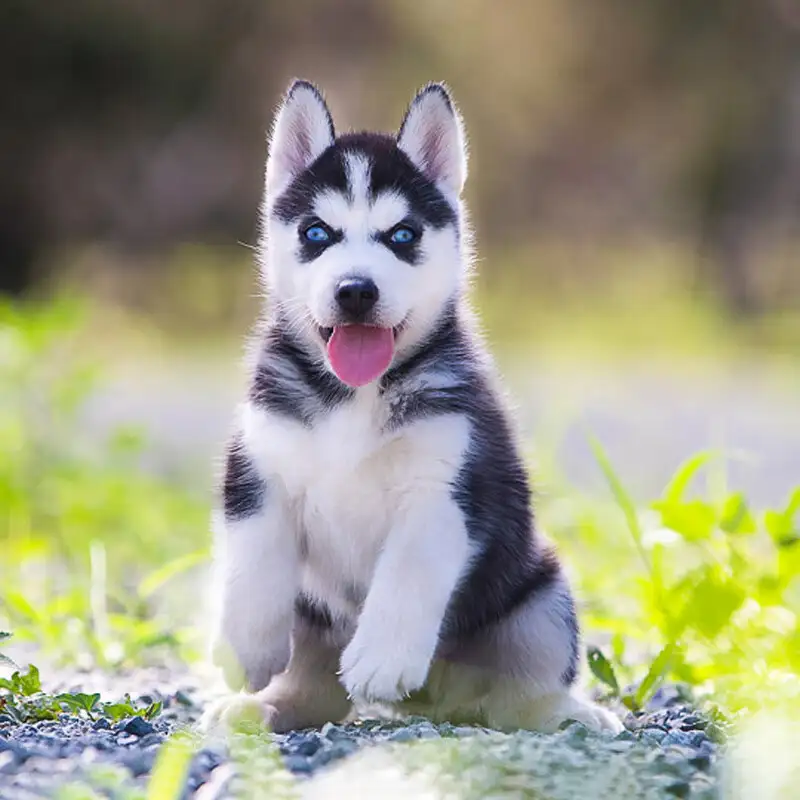 纯种哈士奇幼犬一只多少钱(一只纯种哈士奇幼犬一般多少钱)