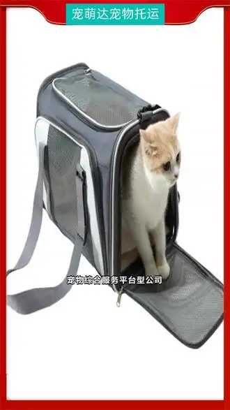 宠物猫怎么托运多少钱(宠物猫托运需要什么手续)