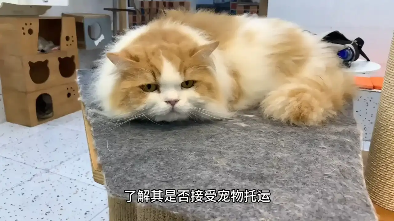 宠物猫怎么托运多少钱(宠物猫托运需要什么手续)