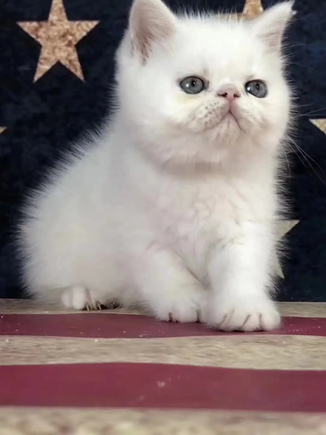 英短和加菲猫配种会出什么猫(英短猫和加菲猫配对是什么样子)