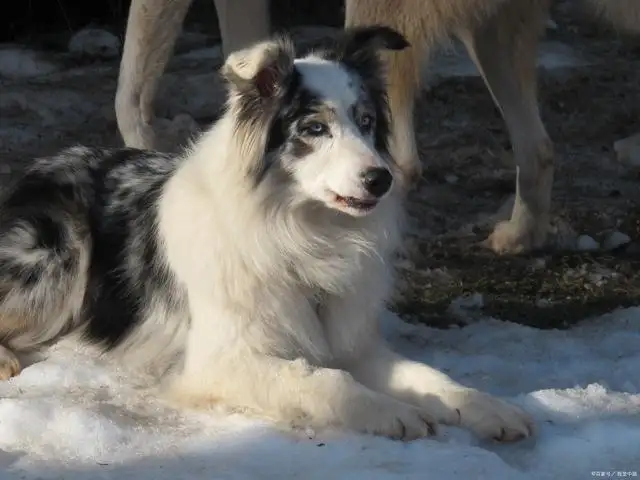 边境牧羊犬多少钱啊(边境牧羊犬多少钱图片京东)