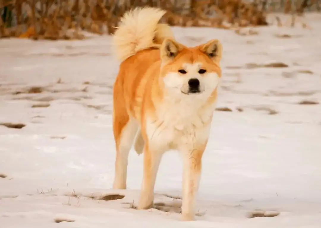 柴犬秋田犬(柴犬秋田犬区别)