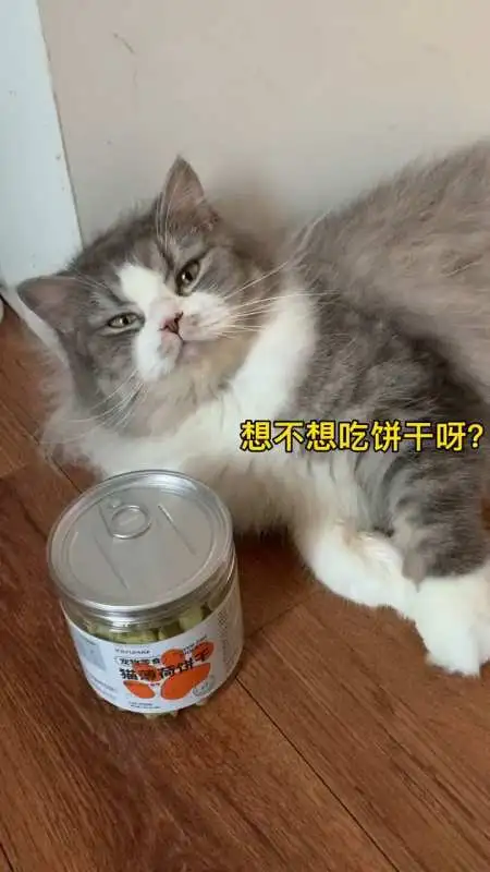 猫咪吃猫薄荷(猫咪吃猫薄荷吐白沫)