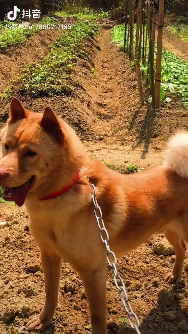 中华田园犬黄(中华田园犬黄皮白面)