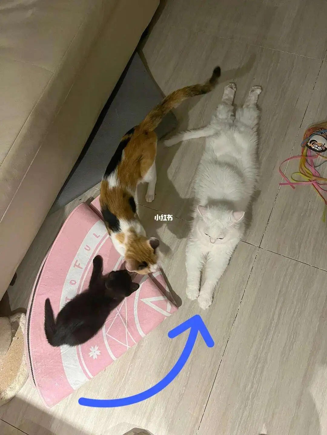 猫咪怀孕怕热(猫猫怀孕怕冷吗?)