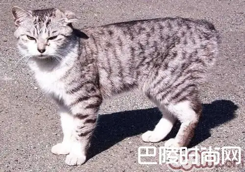 短尾巴猫咪是啥品种(短尾巴猫咪是啥品种图片)