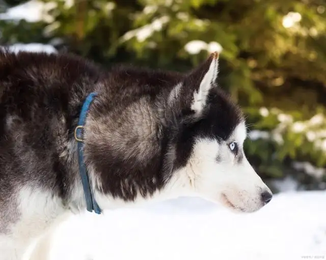 雪橇犬都有哪几种(雪橇犬有哪几种雪橇犬桦太犬)