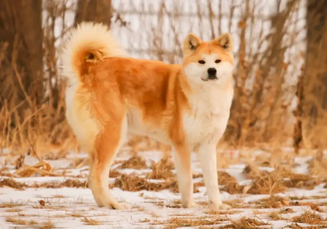 秋田犬柴犬中华田园犬(秋田犬柴犬中华田园犬区别)