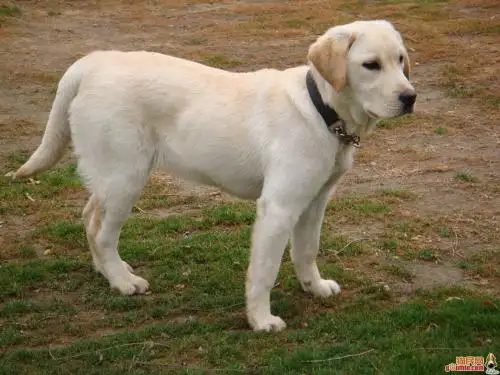 拉布拉多犬幼犬多少钱(拉布拉多幼犬多少钱一只 纯种)