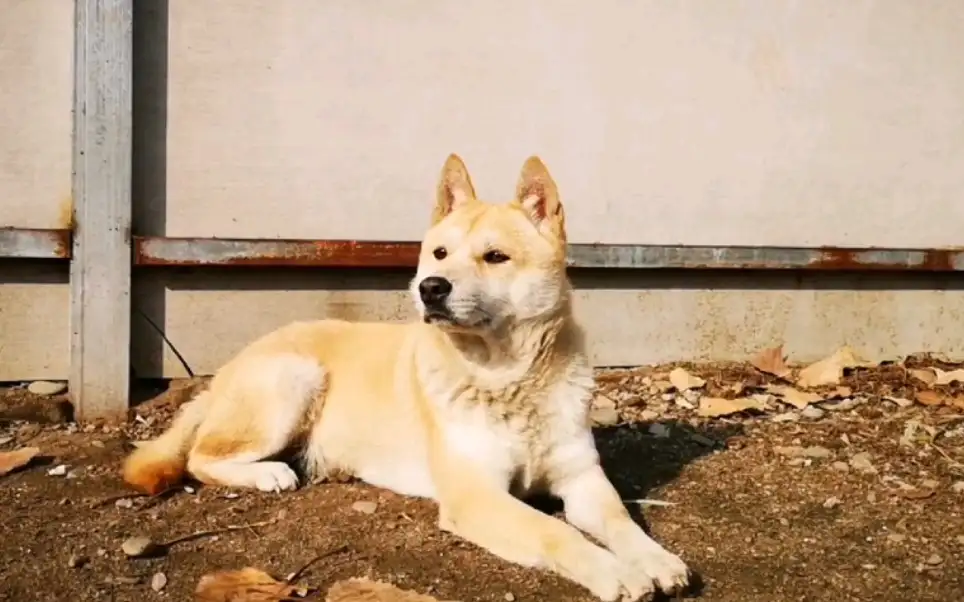 中华田园犬黄(中华田园犬黄皮白面)