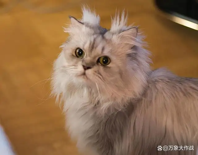 猫咪不同品种(猫咪不同品种的外貌介绍)