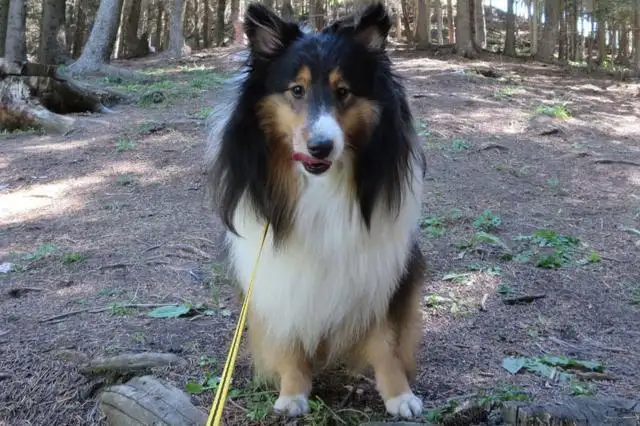 喜乐蒂牧羊犬多少钱一只(喜乐蒂牧羊犬多少钱一只幼犬)