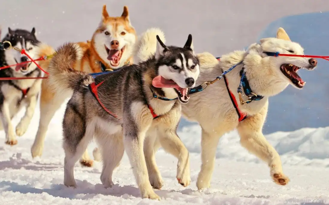 雪橇犬都有哪几种(雪橇犬有哪几种雪橇犬桦太犬)