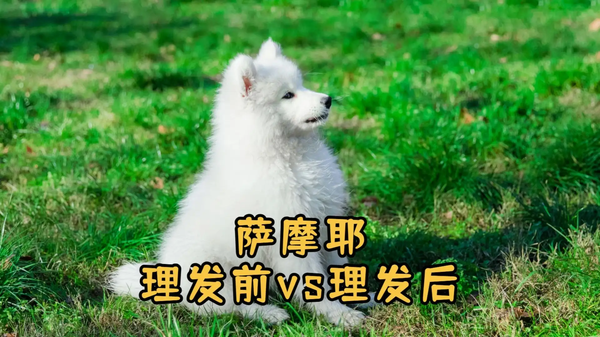 萨摩耶犬什么价格(萨摩耶犬市场价多少钱一只)