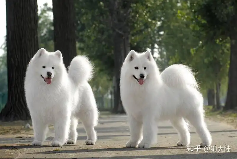 萨摩耶犬什么价格(萨摩耶犬市场价多少钱一只)