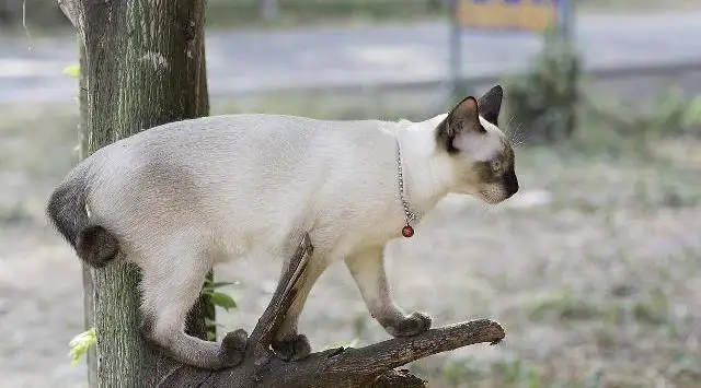 一只猫的功效(一只猫的重量是多少千克)