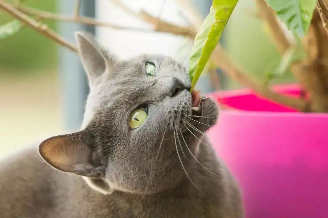 为什么猫对猫薄荷那么兴奋(为什么猫咪对猫薄荷反应那么大)