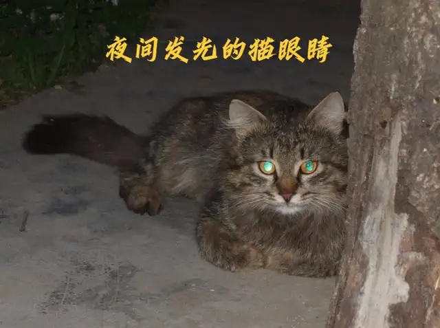 猫眼睛晚上为什么会发光呢(猫眼睛晚上为什么会发光呢怎么回事)