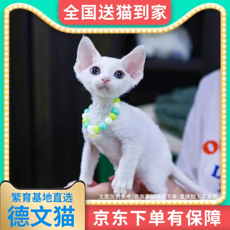 猫买什么品种好(猫买什么品种好养)