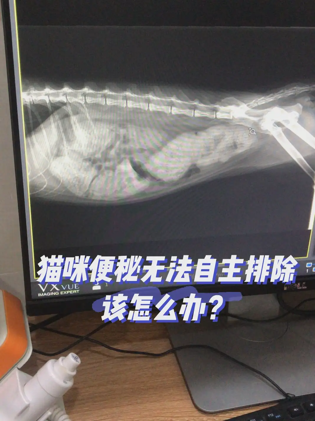 三个月的猫咪便秘有什么办法(三个月的猫咪拉屎怎样才算健康)