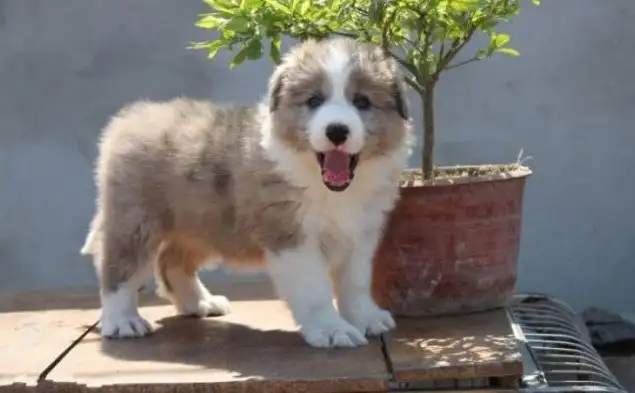 边境牧羊犬幼犬多少(边境牧羊犬多少钱一个)